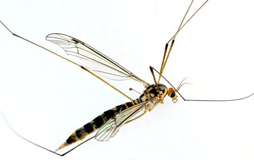 Nephrotoma flavipalpis